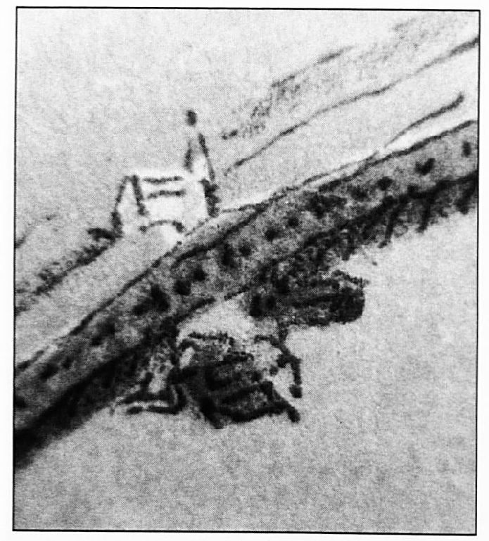 Op deze detail-foto van de kaart van Van Deventer zien we, dat er duidelijk een kapel of een kerkje aan de buitenkant van de dijk getekend is. Het is niet geheel zeker of deze kapel stond op de plaats waar nu de Buiten Wiel is, of dat het gezocht moet worden bij de Oude Wiel.